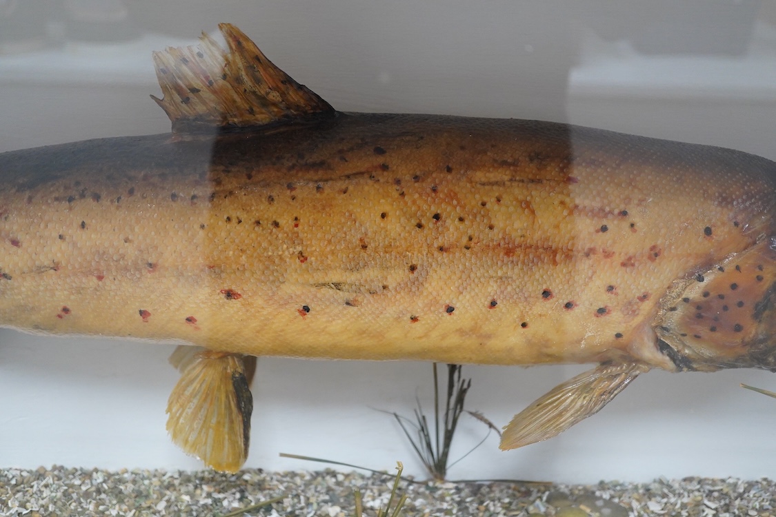 A mid 20th century taxidermy trout, mounted in a flat fronted oak framed glazed cabinet, with painted plywood back, H 39cm L 92 x W 23